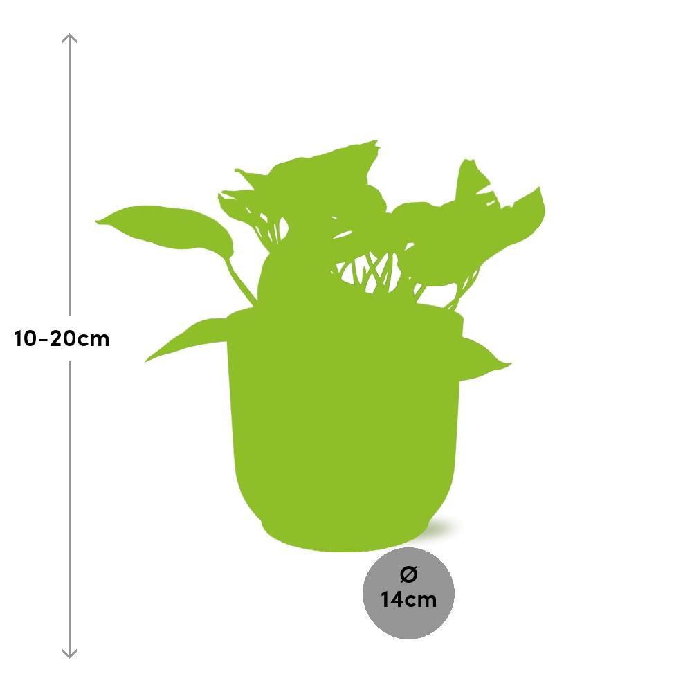 Epipremnum Marble Queen in ELHO Vibes Fold 14cm