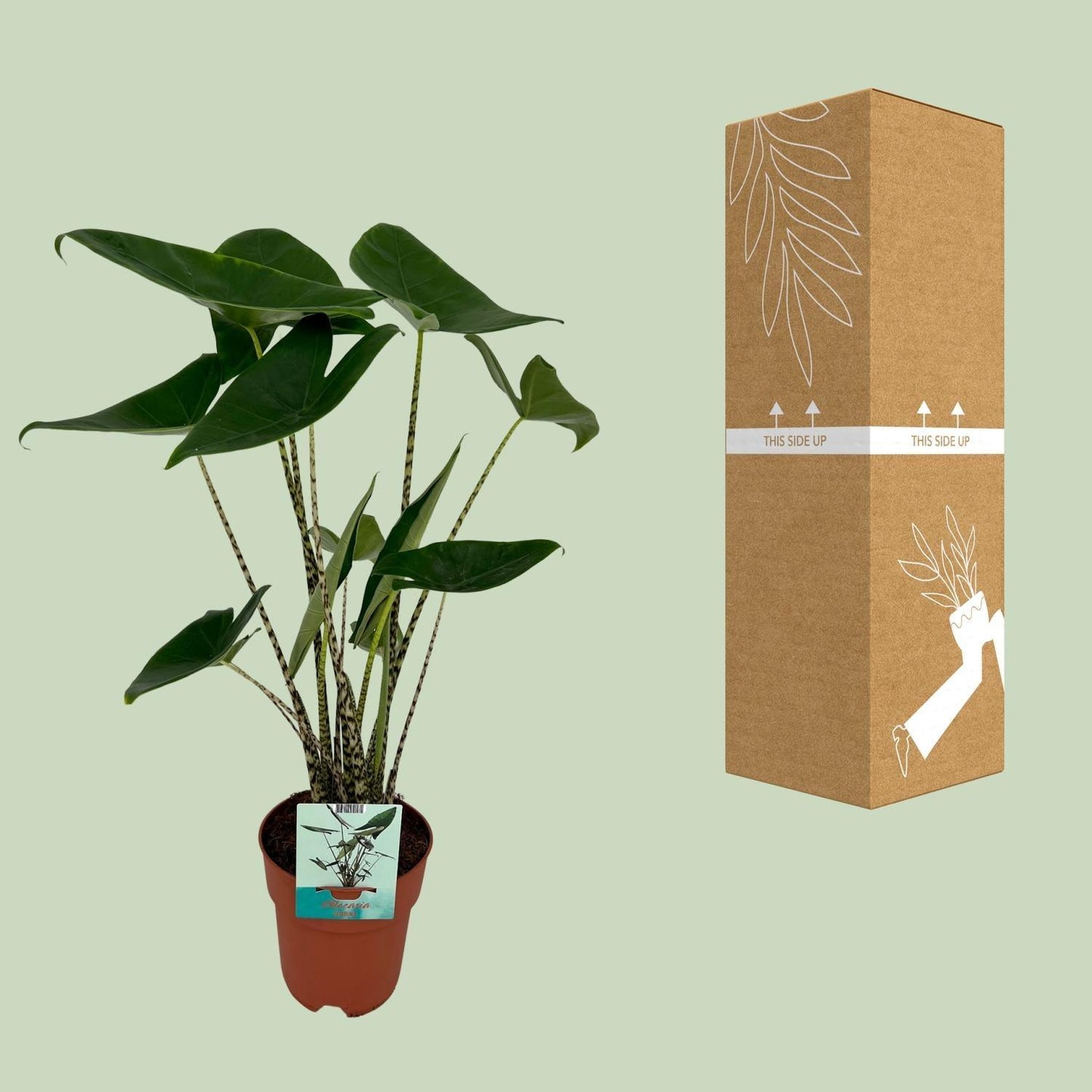 Alocasia Zebrina Olifantsoor (75cm - Ø19cm)