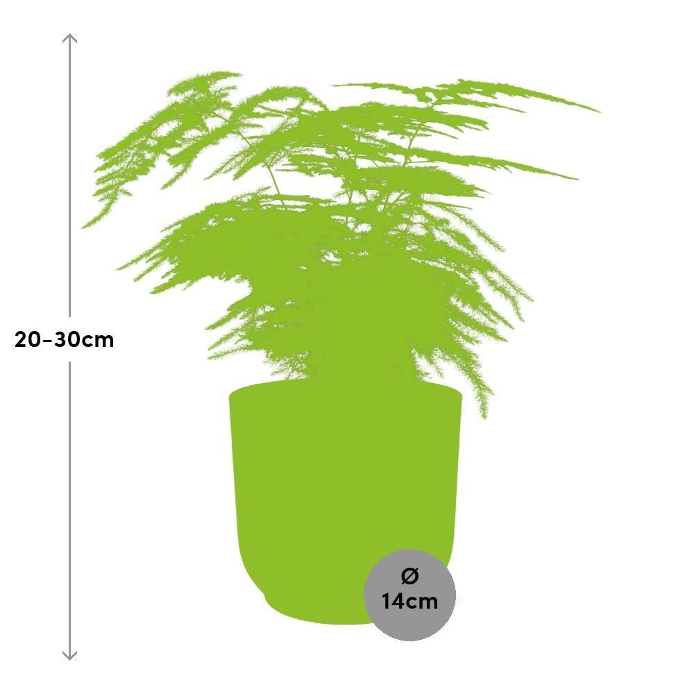 Asparagus Setaceus ‘Plumosus’ in ELHO Vibes Fold 14cm