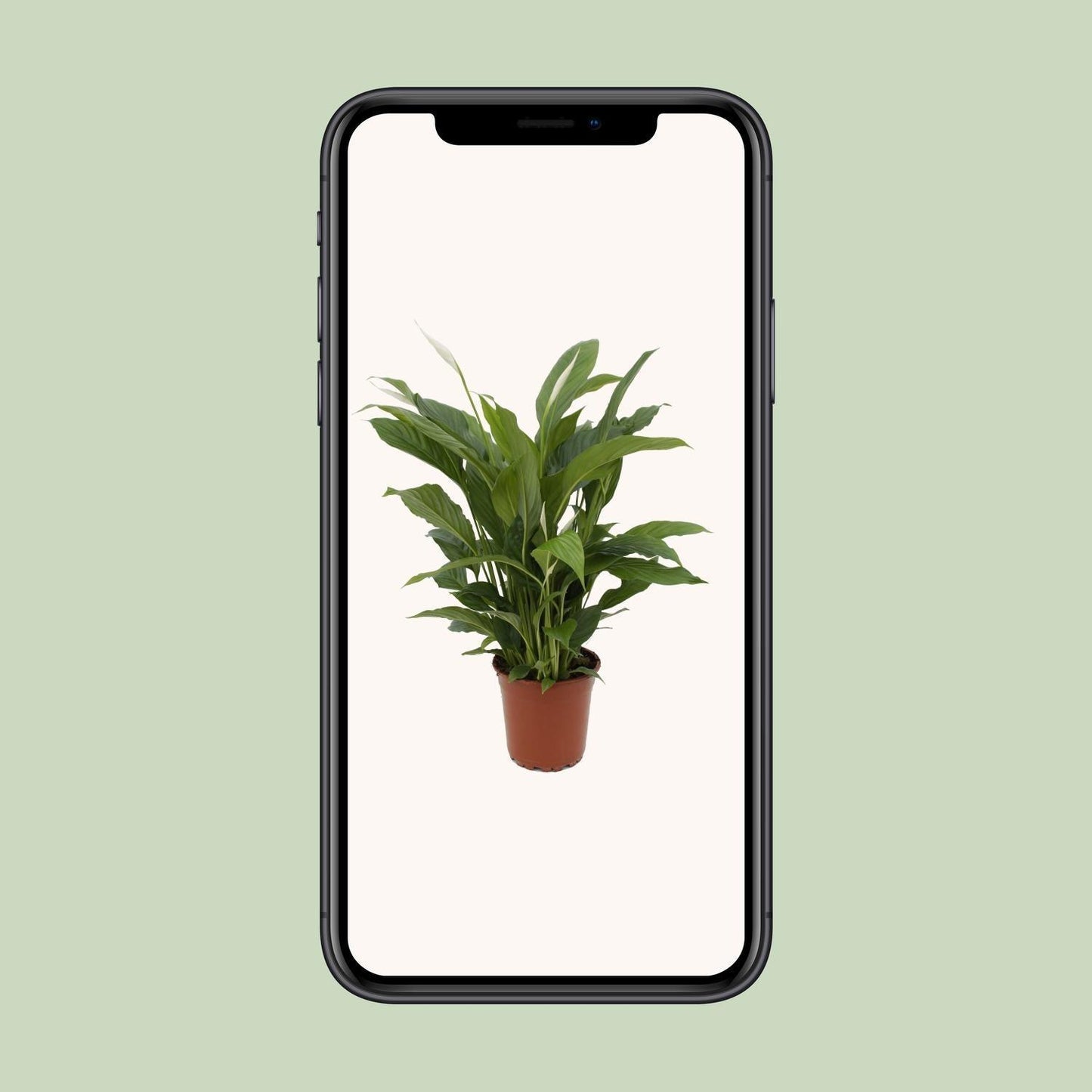 Spathiphyllum Torelli zonder pot (65cm - Ø17cm)