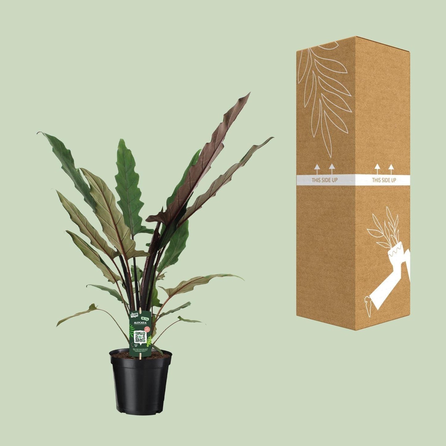 Alocasia Lauterbachiana (80cm - Ø19cm)