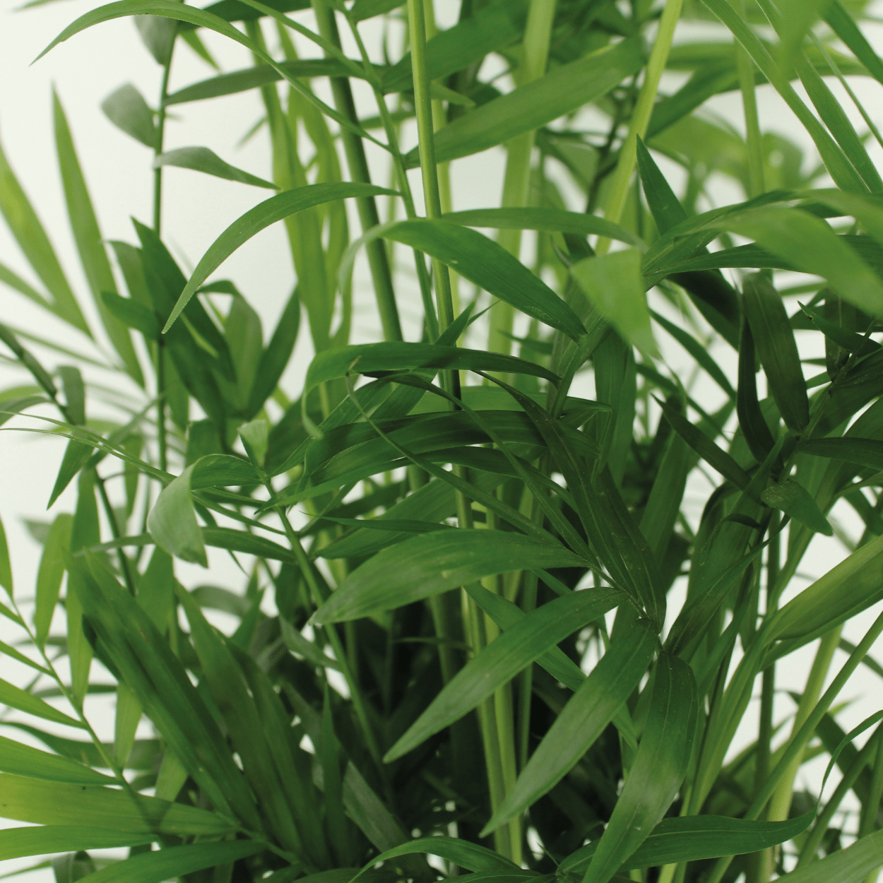2x Chamaedorea Elegans - Mexicaanse Bergpalm zonder pot (55cm - Ø17cm)