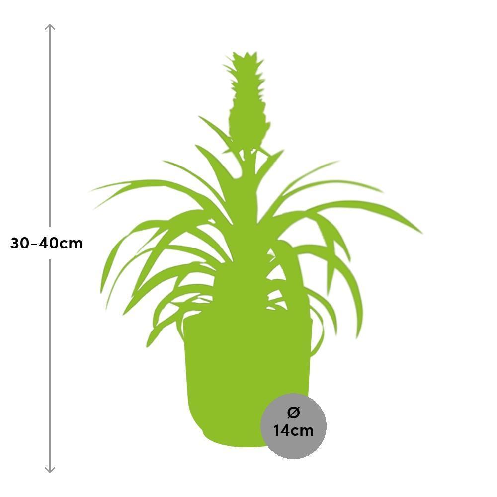 Ananas Mi Amigo in ELHO Vibes Fold 14cm