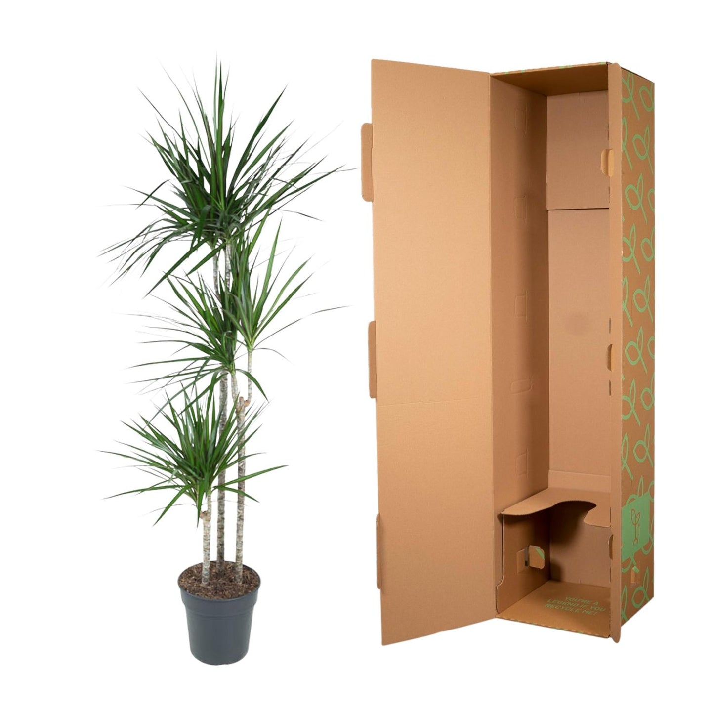 Dracaena Marginata (160 cm - ø24)
