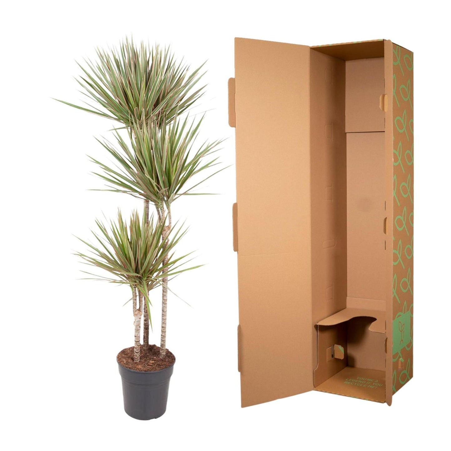 Dracaena Bicolor (150 cm - ø24)