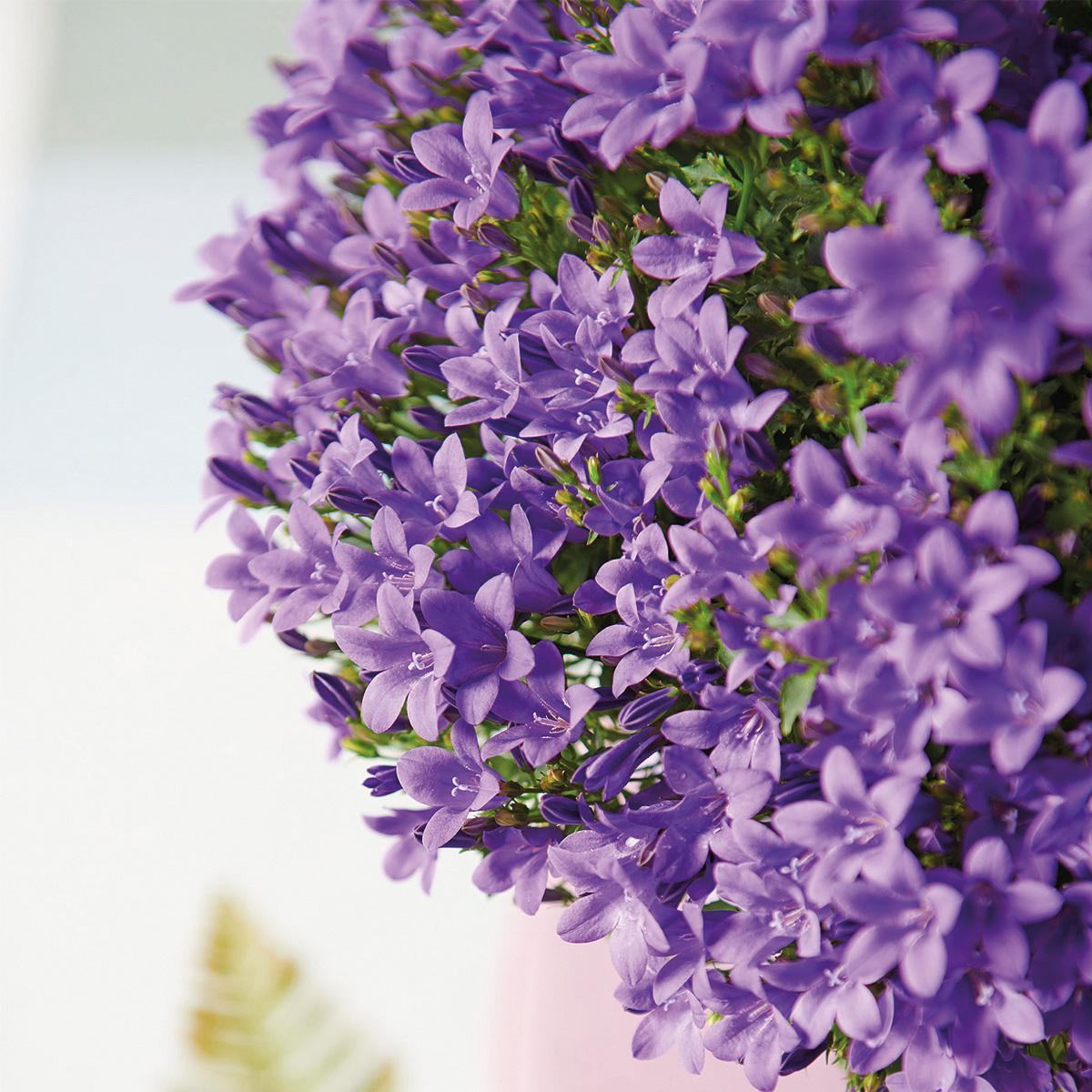 Campanula Addenda Ambella Intense purple - Balkonbak wit 36 cm Plant Greenify