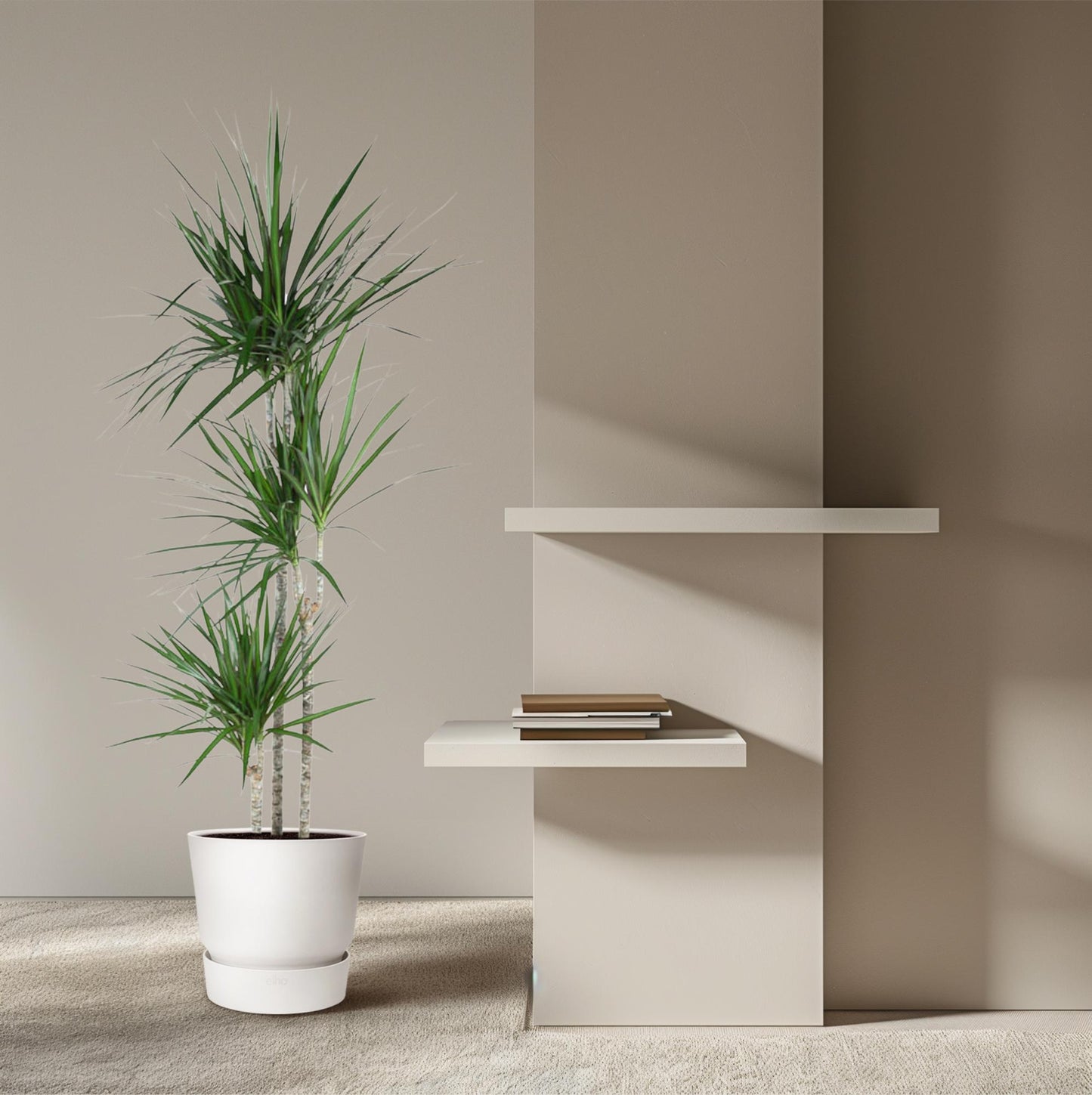 Dracaena Marginata (160 cm - ø24)