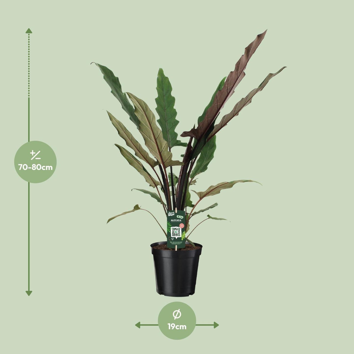 Alocasia Lauterbachiana (80cm - Ø19cm)