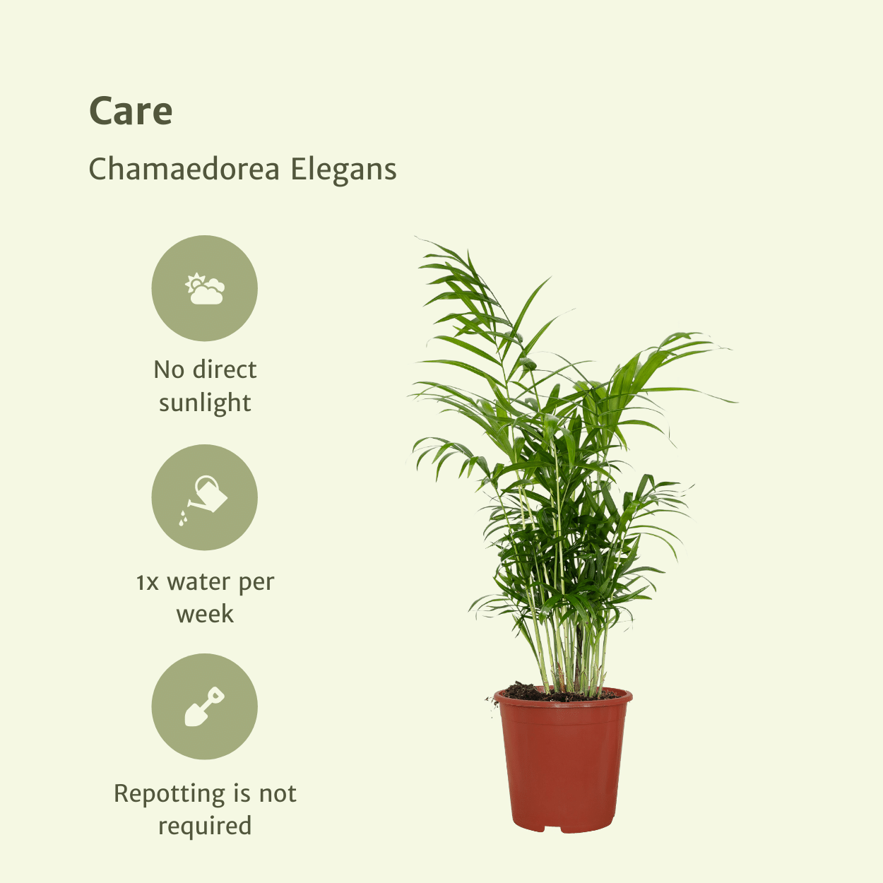 2x Chamaedorea Elegans - Mexicaanse Bergpalm zonder pot (55cm - Ø17cm)