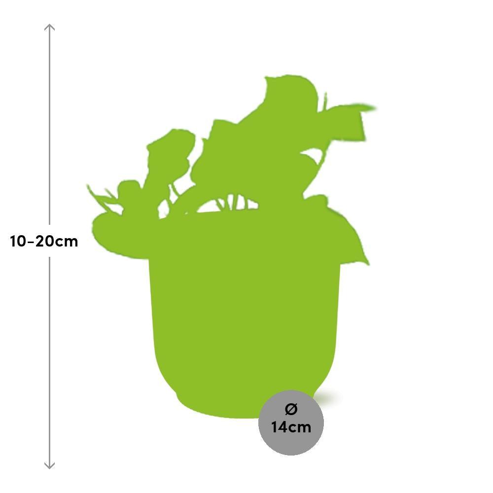 Epipremnum Pinnatum ‘Aureum’ in ELHO Vibes Fold 14cm