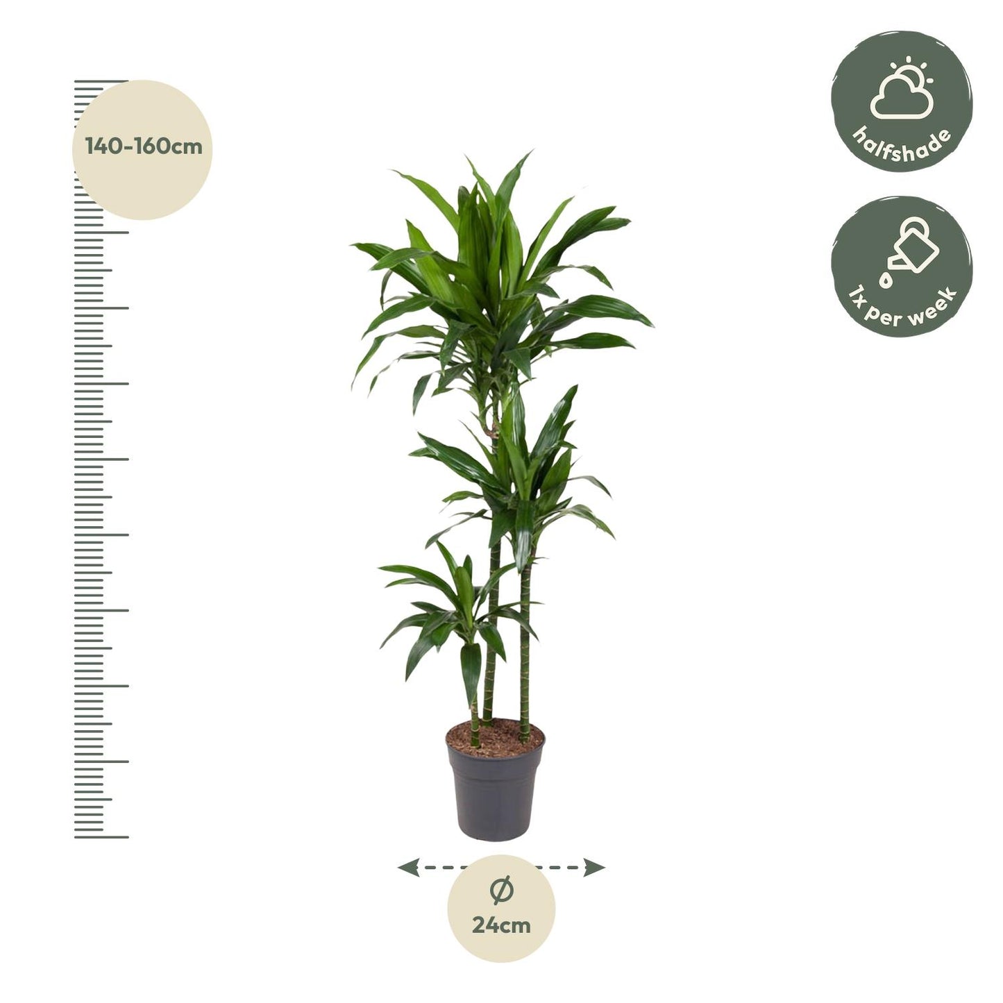 Dracaena Janet Craig (150 cm - ø24)