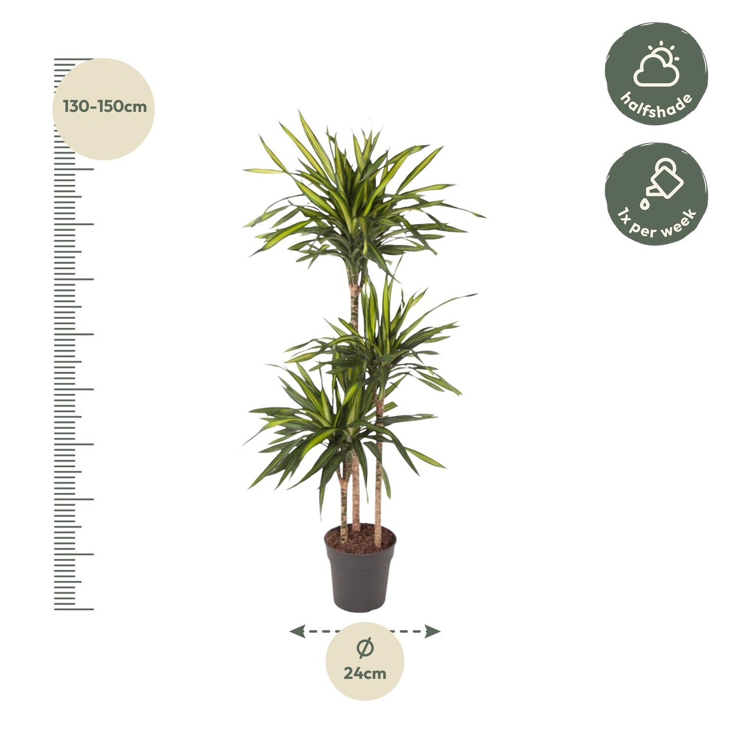 Dracaena Riki (140 cm - ø24)
