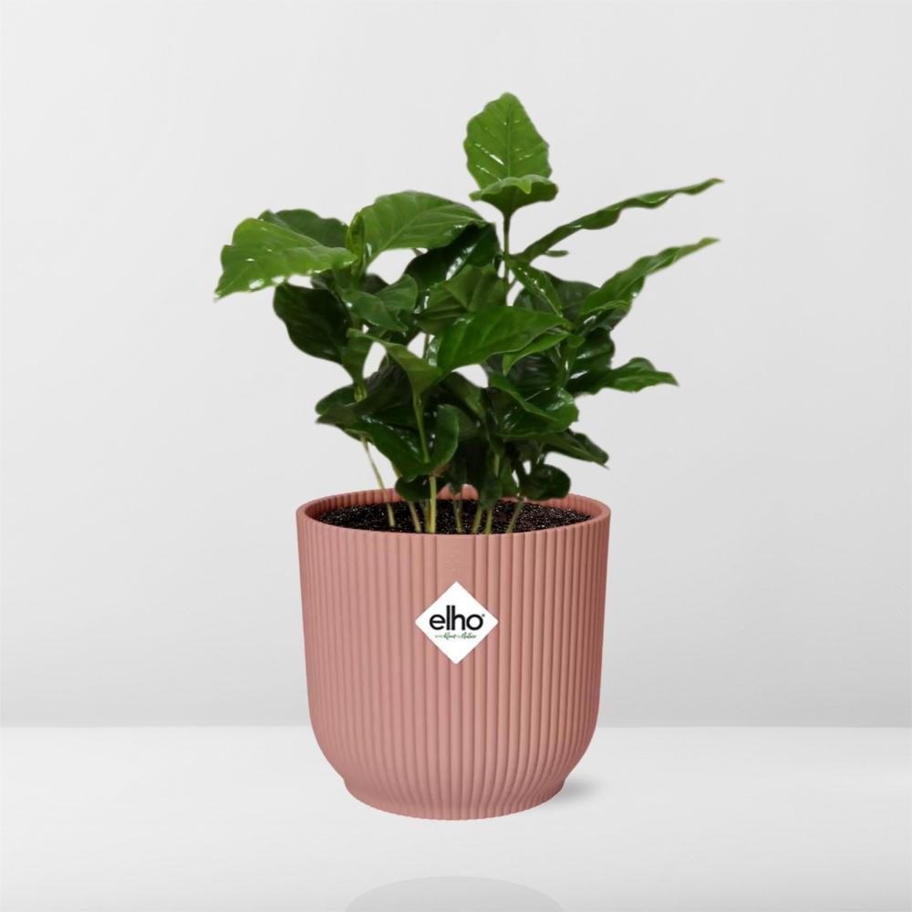 Coffea Arabica in ELHO Vibes Fold 14cm