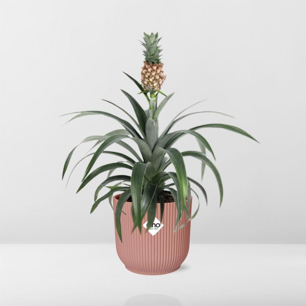 Ananas Mi Amigo in ELHO Vibes Fold 14cm