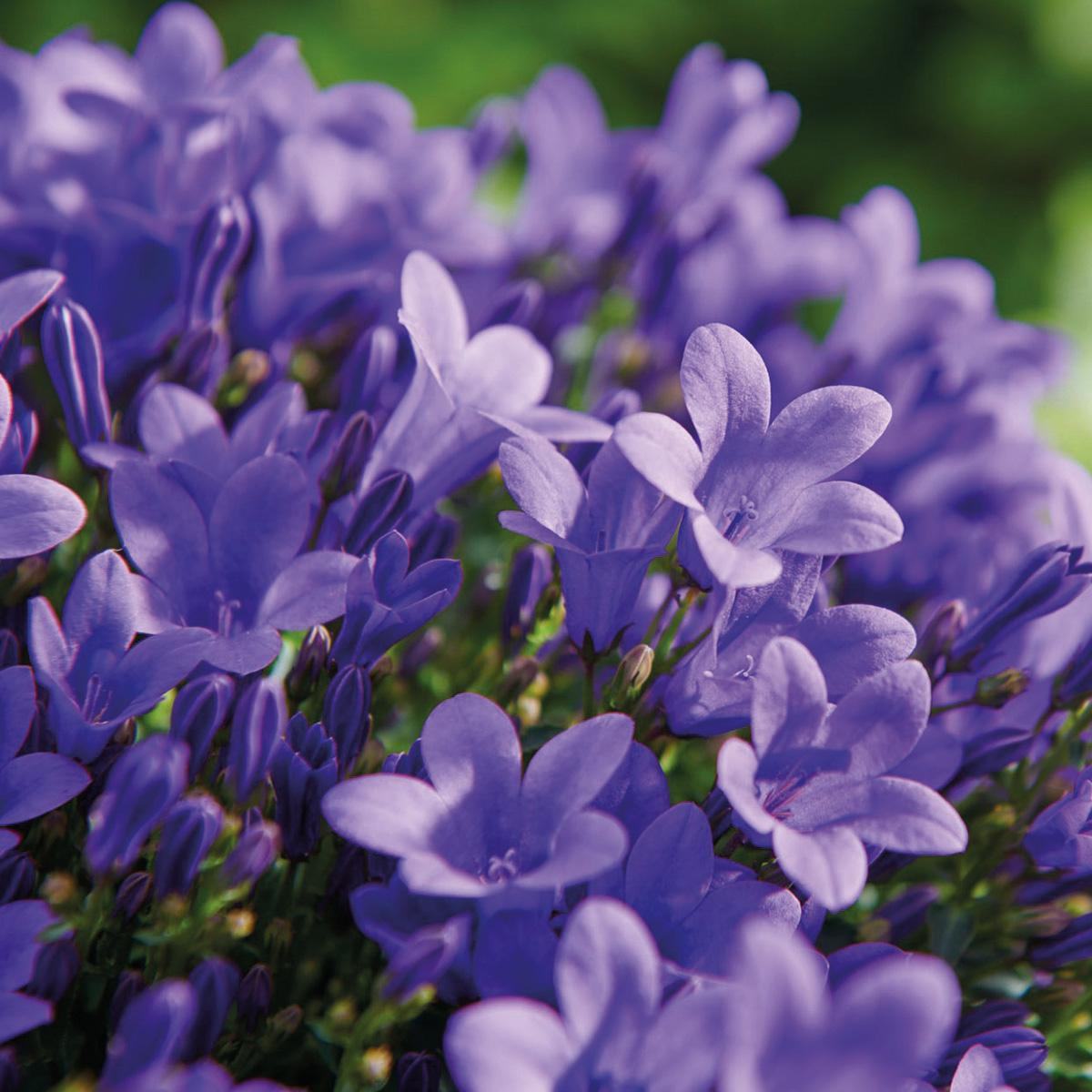 Campanula Addenda Ambella Intense purple - Balkonbak wit 36 cm Plant Greenify