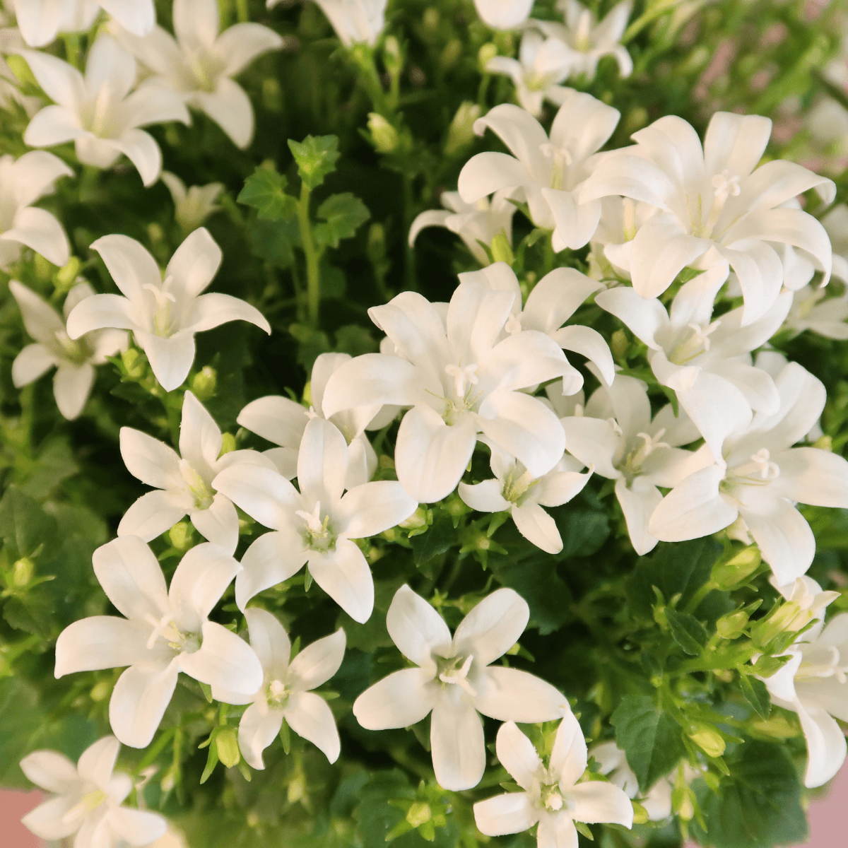 Campanula Addenda Ambella White in Malaga sierpotten - potmaat 12cm Plant Greenify