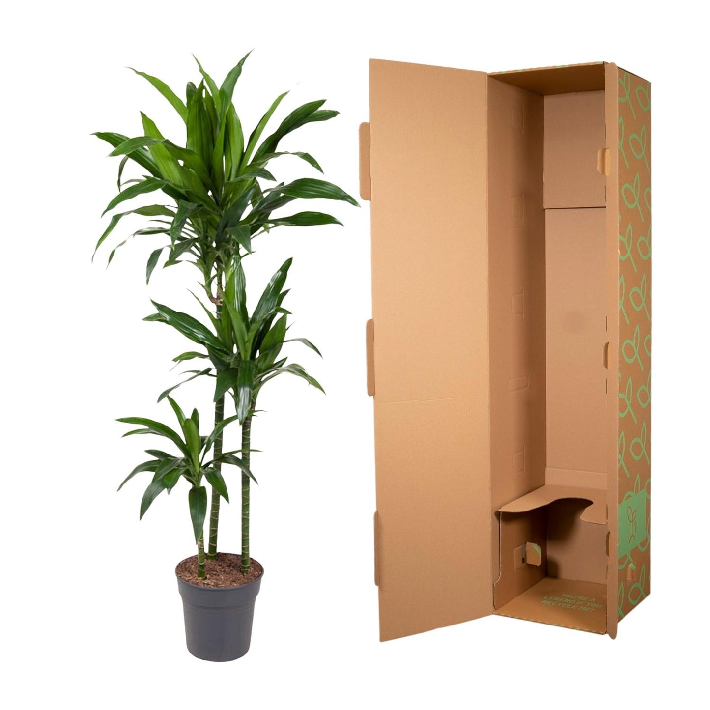 Dracaena Janet Craig (150 cm - ø24)