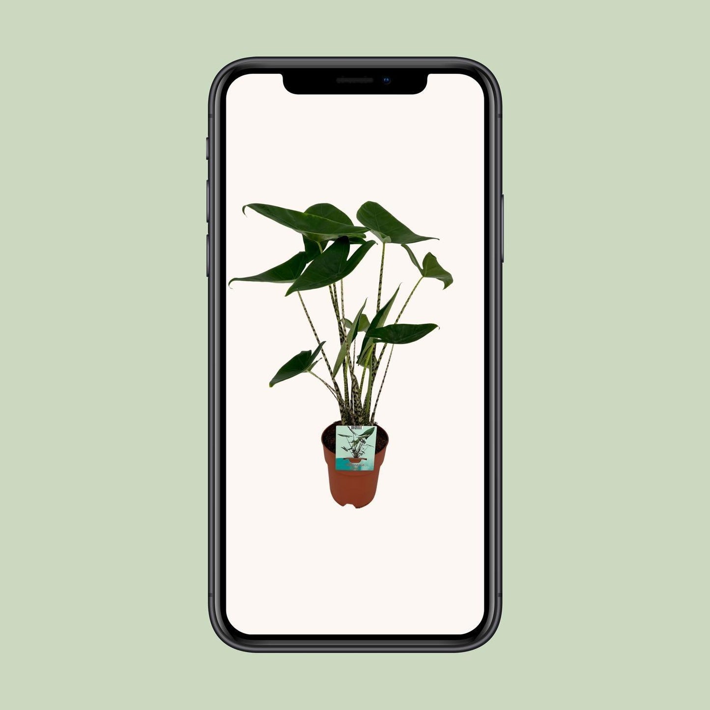 Alocasia Zebrina Olifantsoor (75cm - Ø19cm)