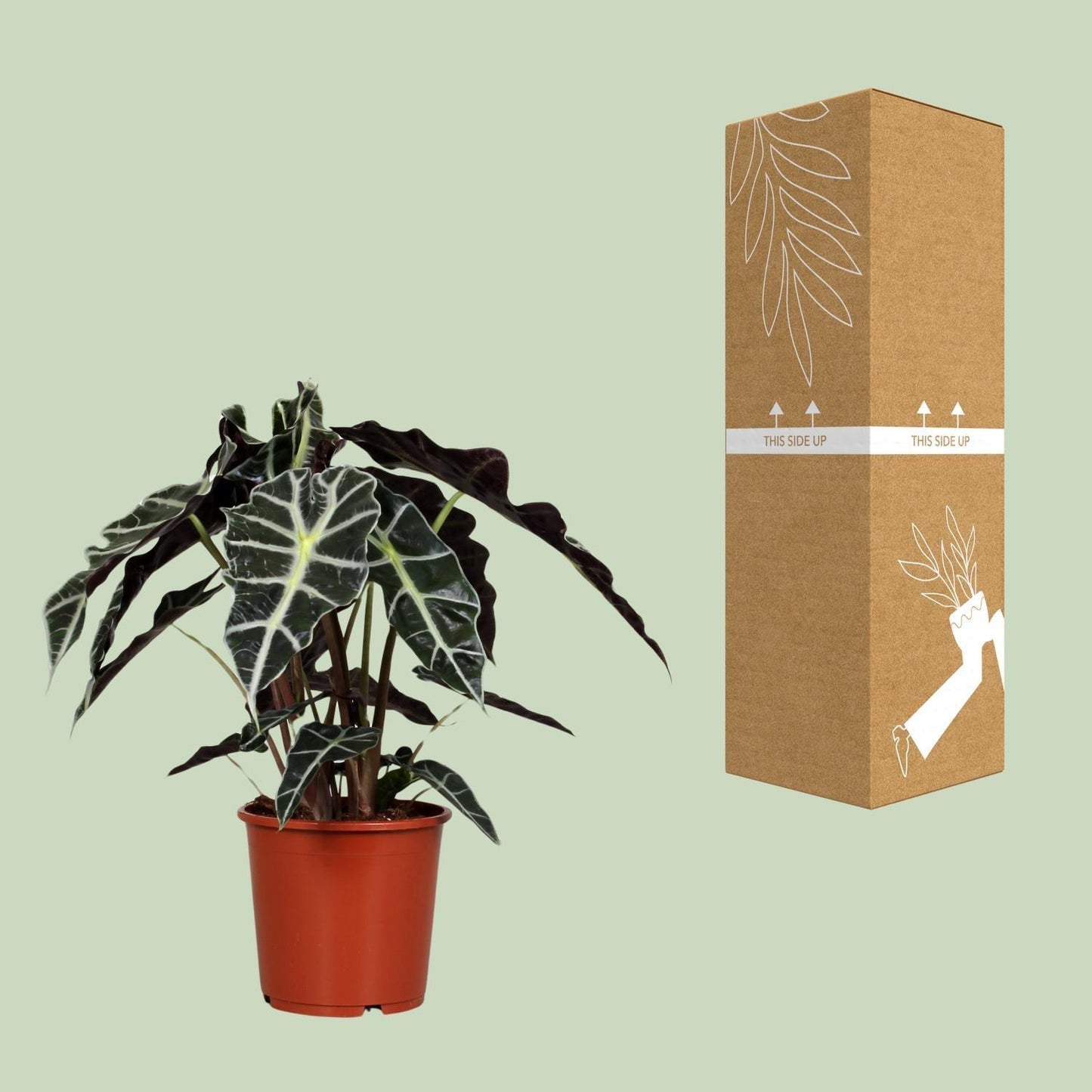 Alocasia Polly (45cm - Ø17cm)