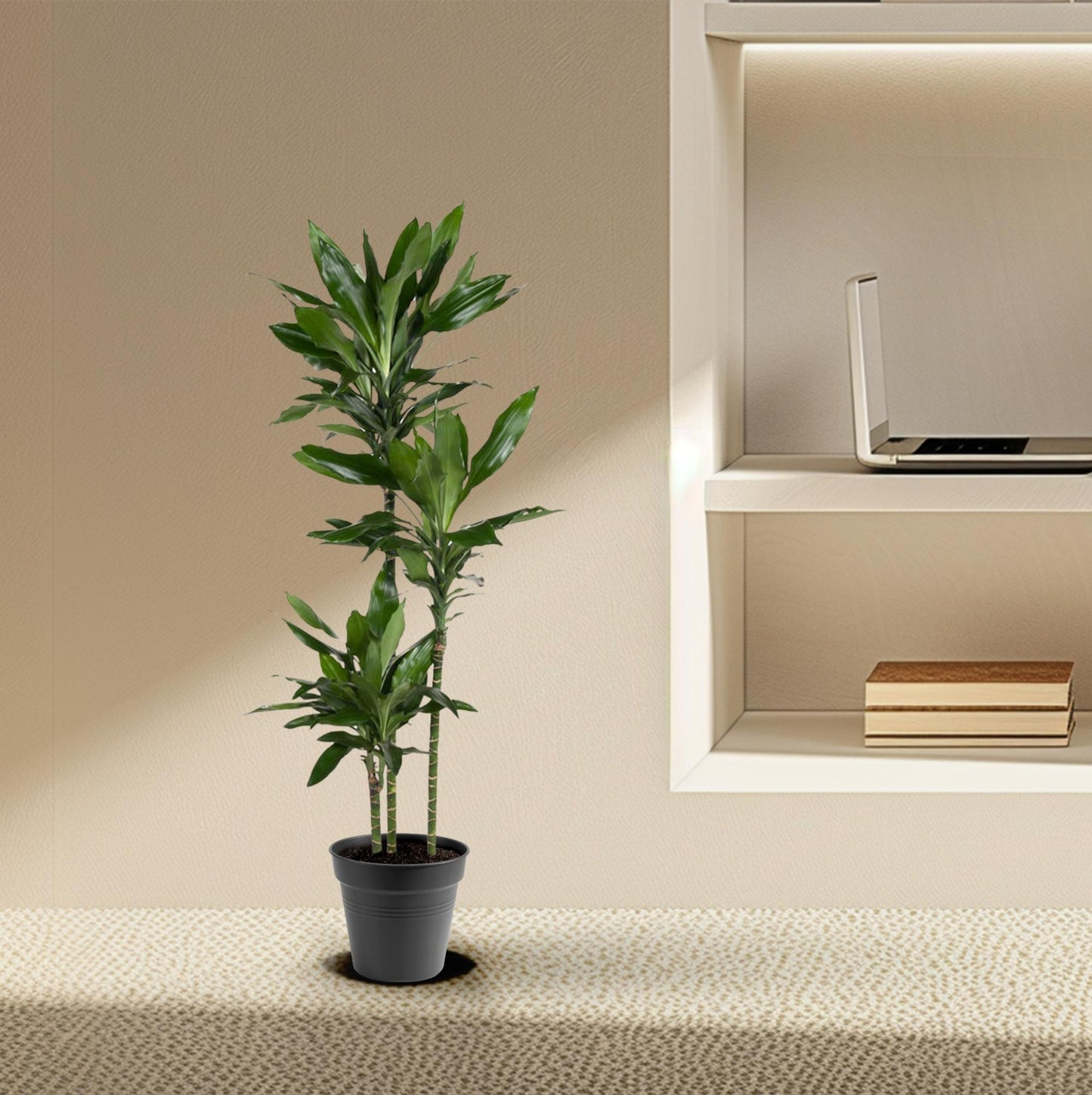 Dracaena Janet Lind (150-160 cm - ø24)