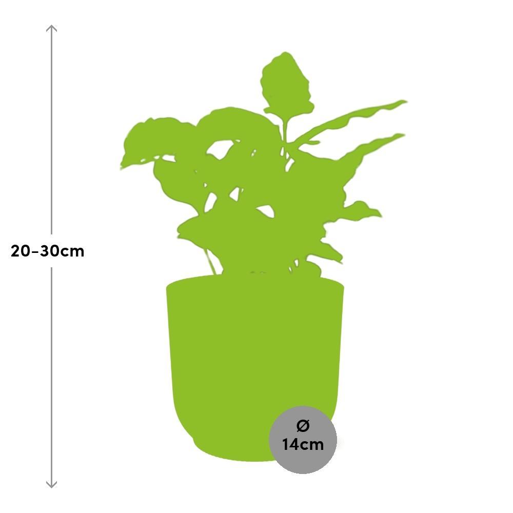 Coffea Arabica in ELHO Vibes Fold 14cm