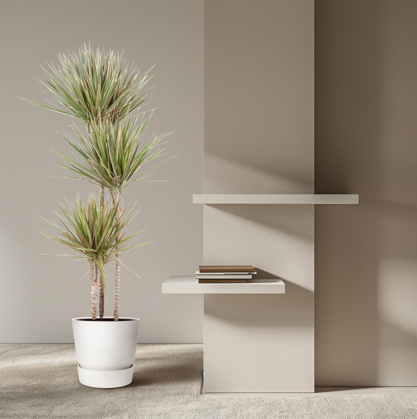 Dracaena Bicolor (150 cm - ø24)