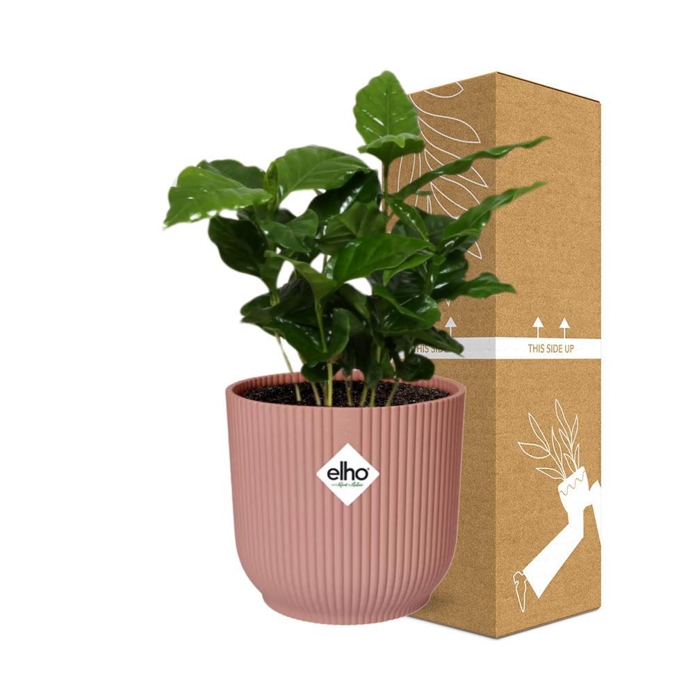 Coffea Arabica in ELHO Vibes Fold 14cm