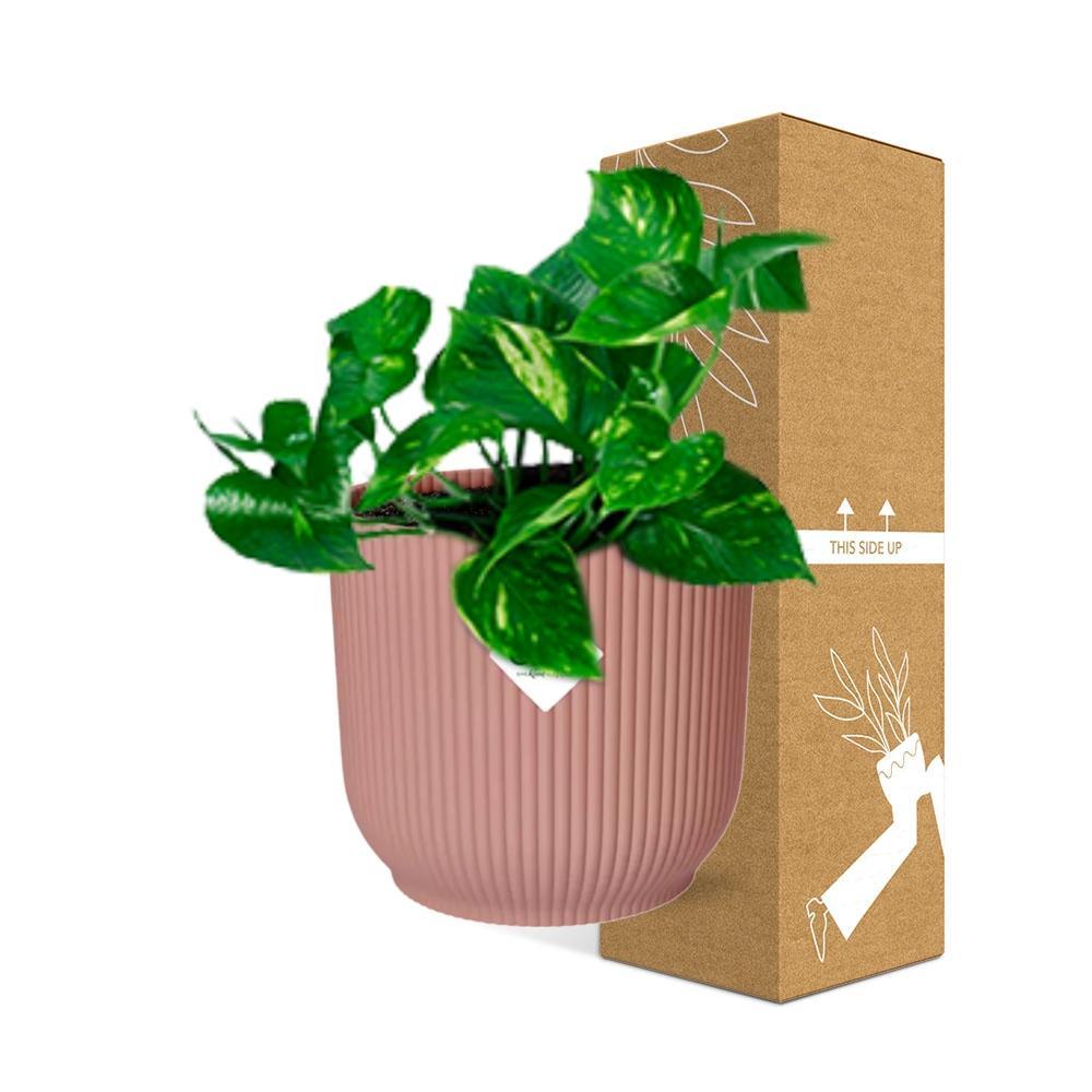 Epipremnum Pinnatum ‘Aureum’ in ELHO Vibes Fold 14cm