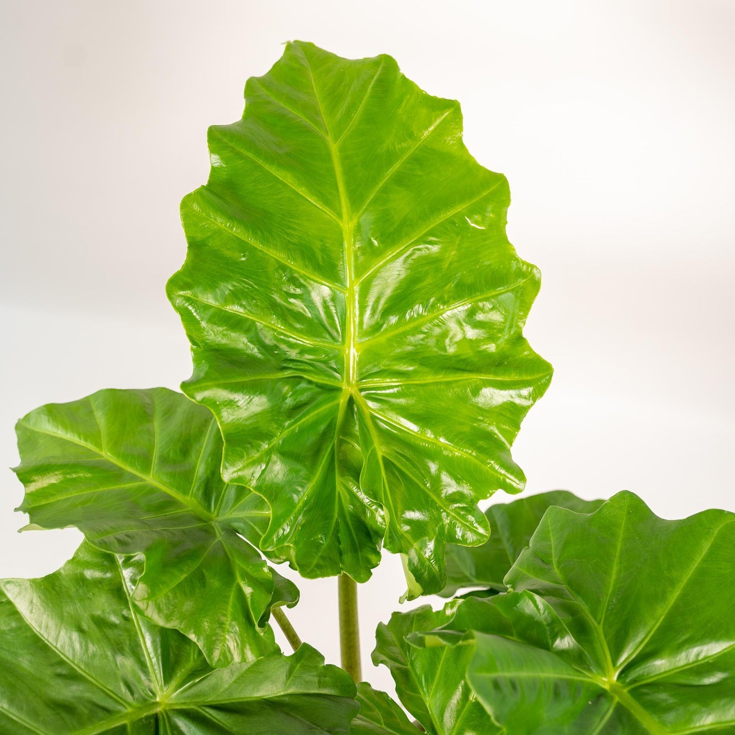 Alocasia Portodora (80cm - Ø21cm) + Pot Mayk Lead Plant Greenify