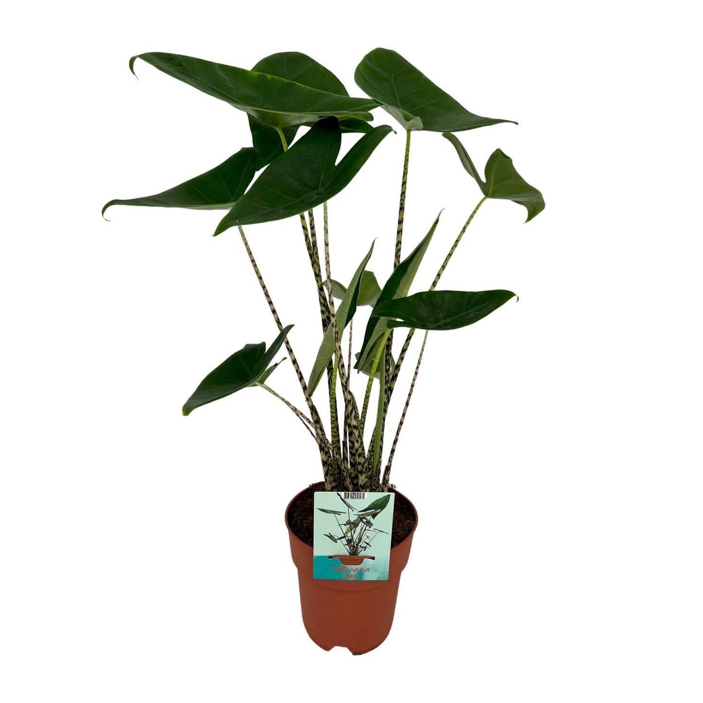 Alocasia Zebrina Olifantsoor (75cm - Ø19cm)