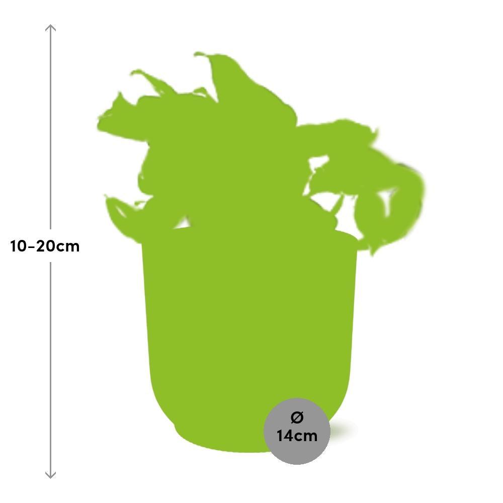Epipremnum Pinnatum Happy Leaf in ELHO Vibes Fold 14cm