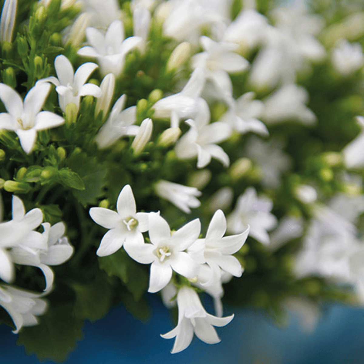 Campanula Addenda Ambella White in Malaga sierpotten - potmaat 12cm Plant Greenify