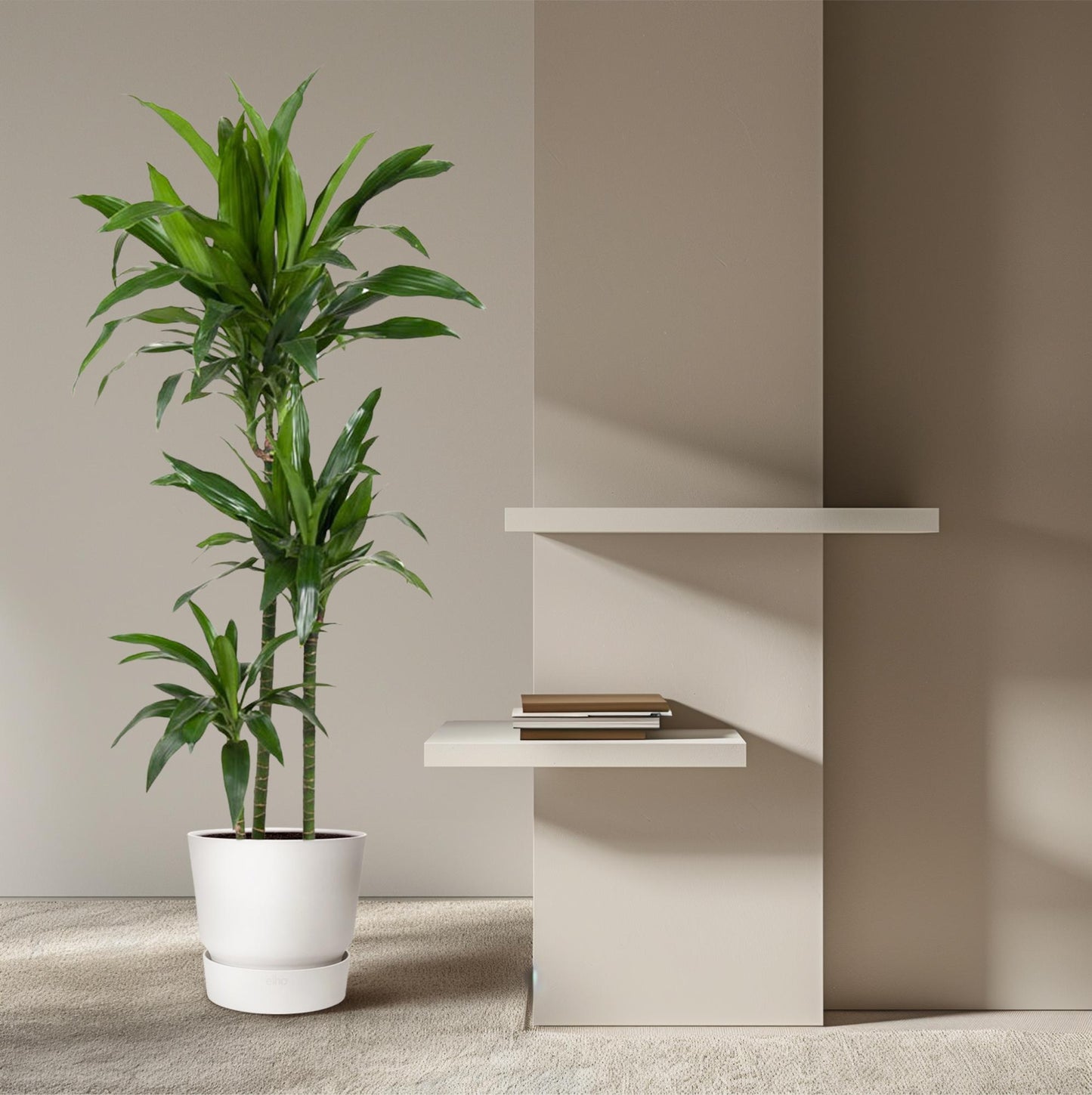 Dracaena Janet Craig (150 cm - ø24)