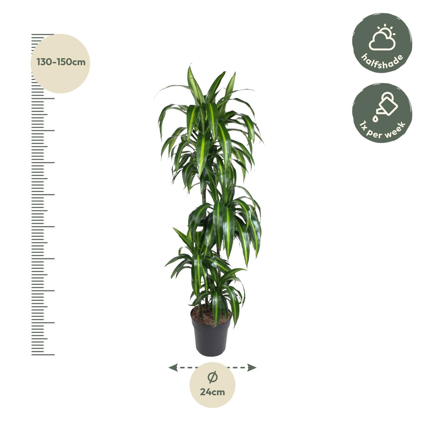 Dracaena Hawaiiana (180 cm - ø24)