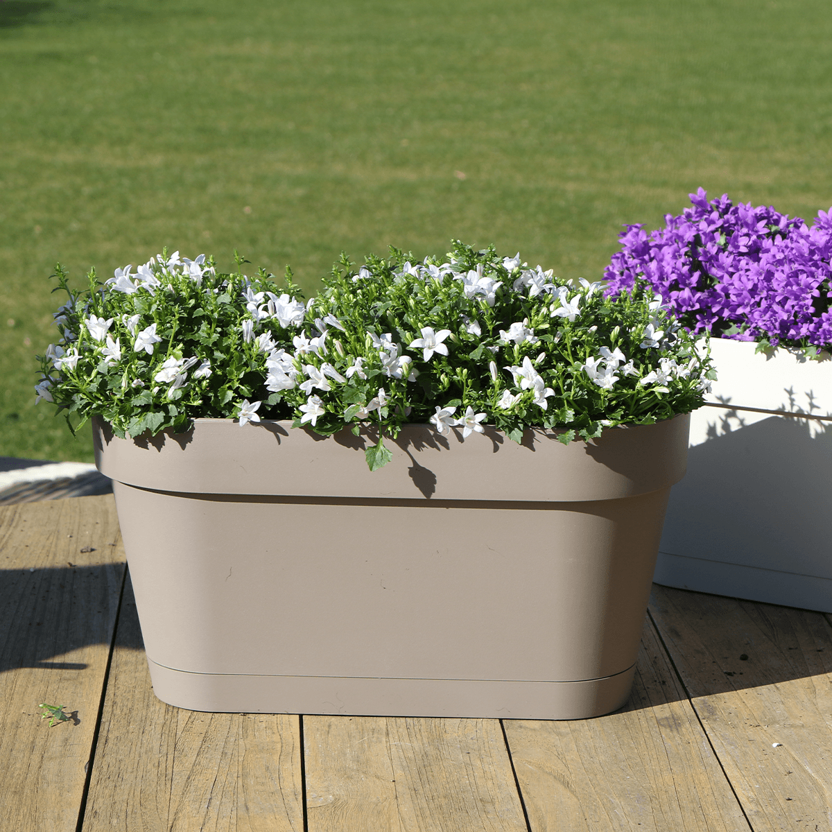 Campanula Addenda Ambella Wit - Balkonbak taupe 36 cm Plant Greenify