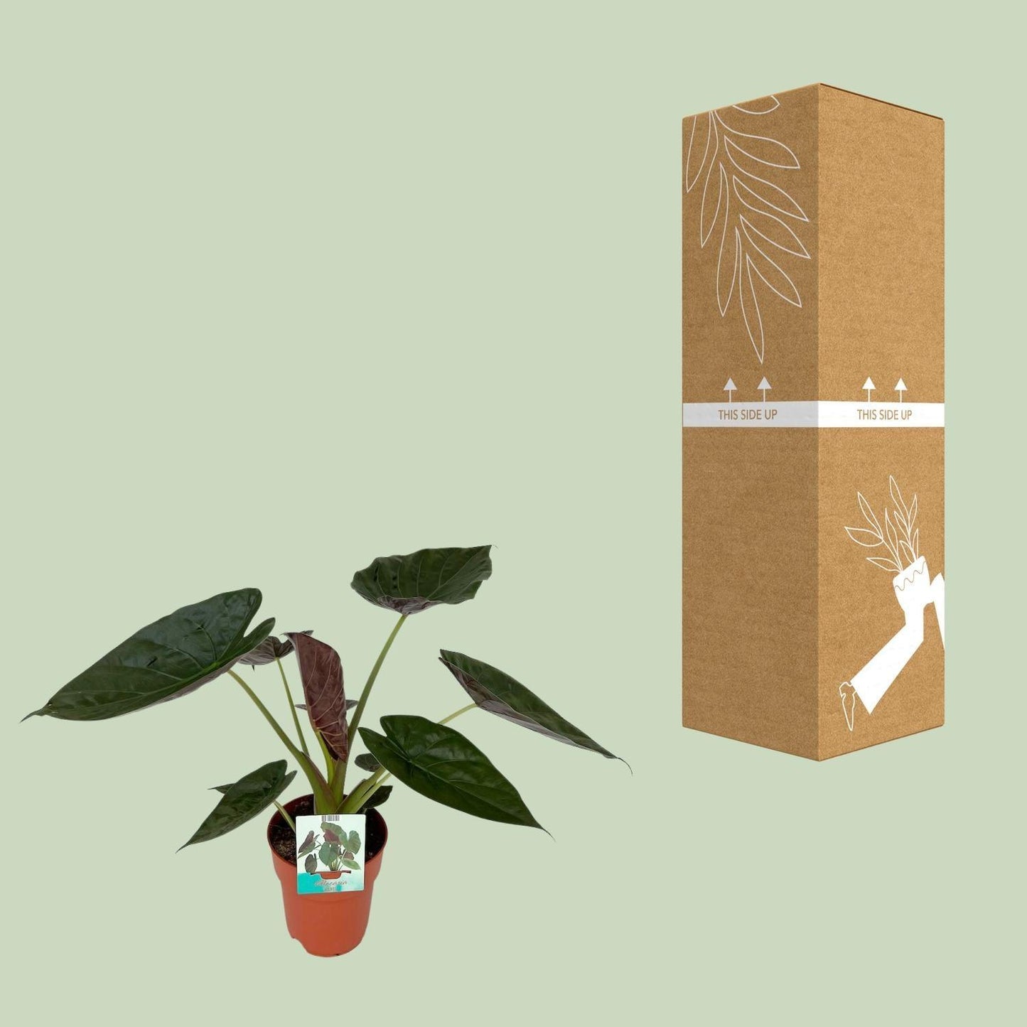 Alocasia Wentii (85cm - Ø19cm)