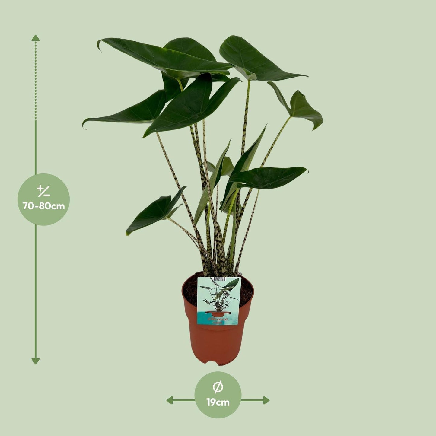 Alocasia Zebrina Olifantsoor (75cm - Ø19cm)