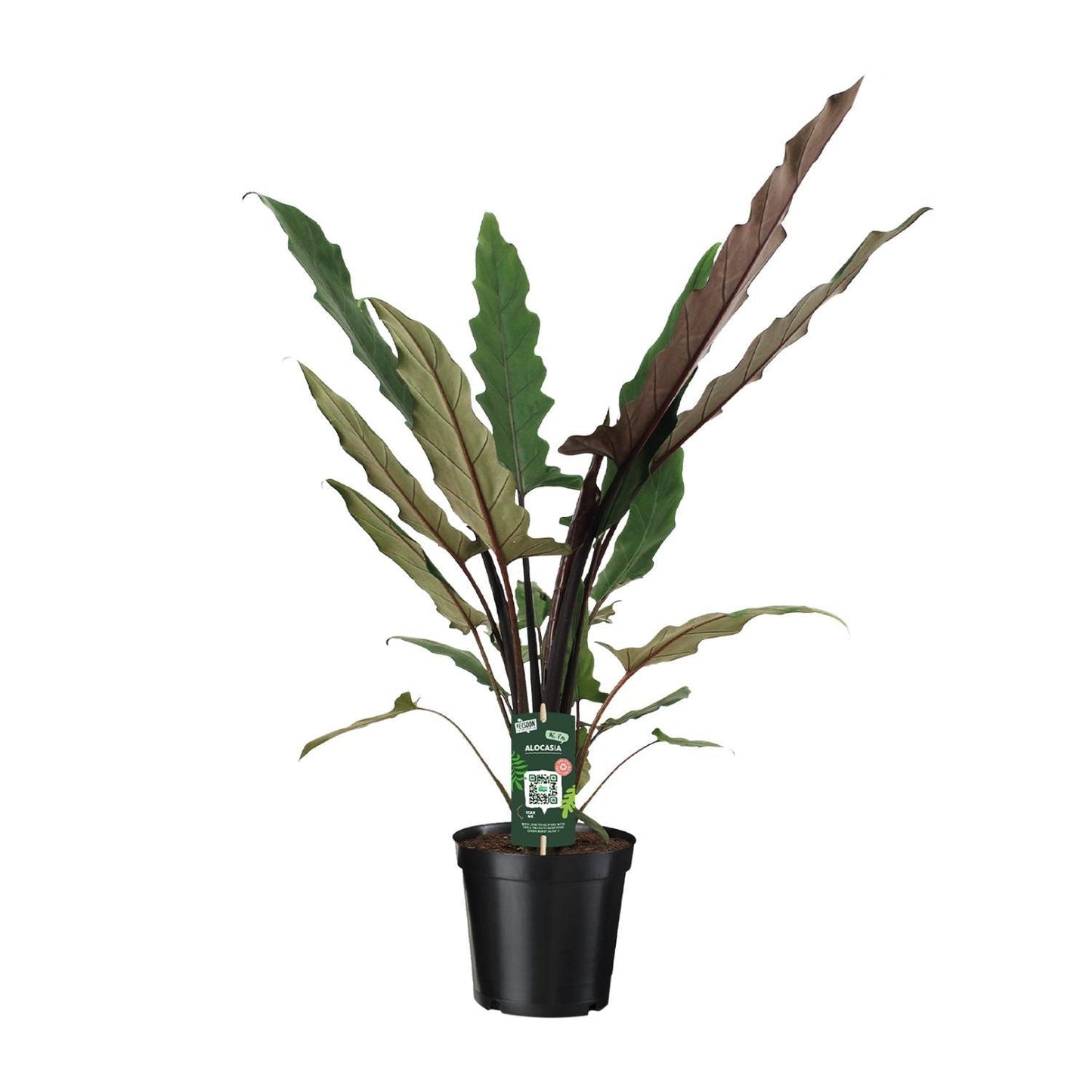 Alocasia Lauterbachiana (80cm - Ø19cm)