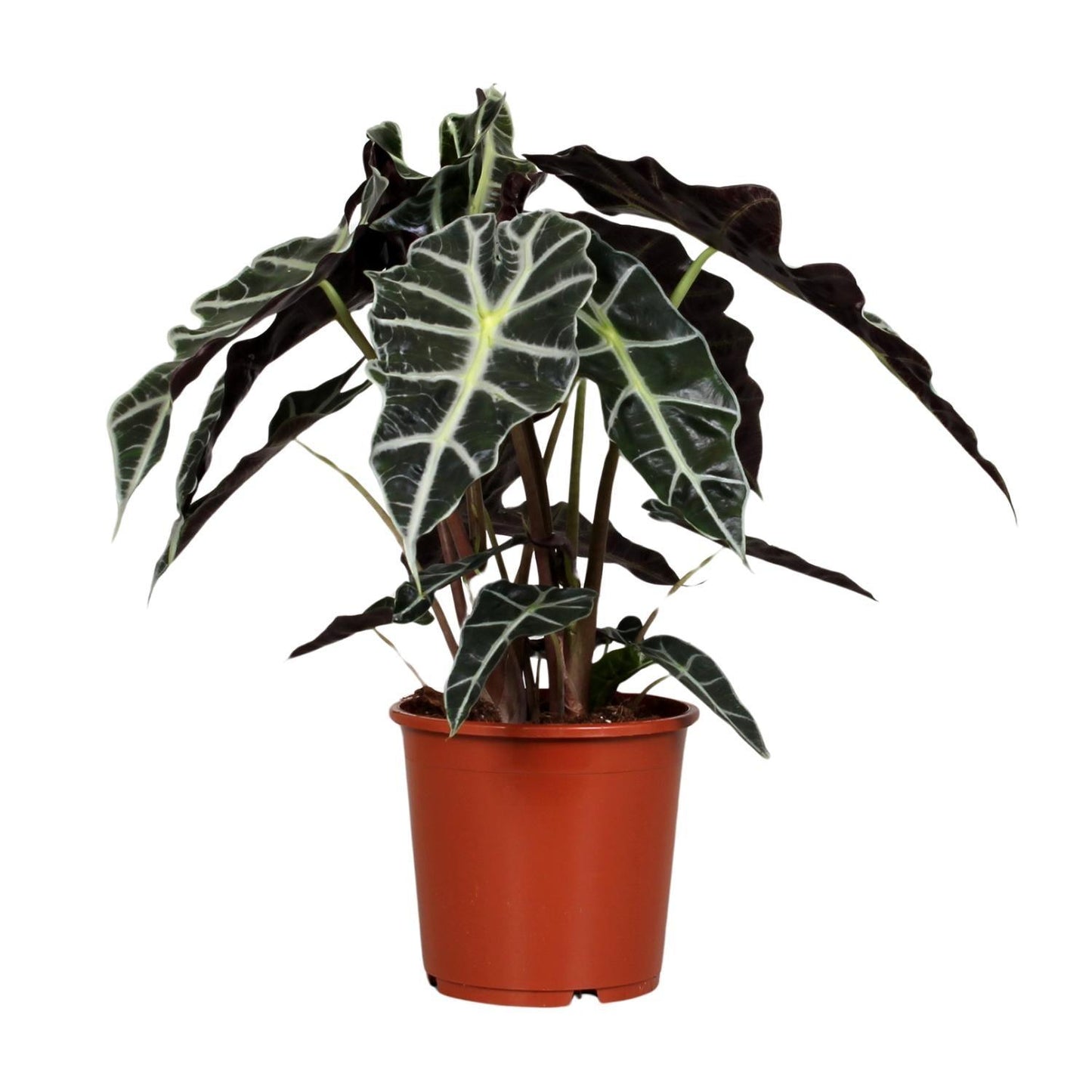 Alocasia Polly (45cm - Ø17cm)