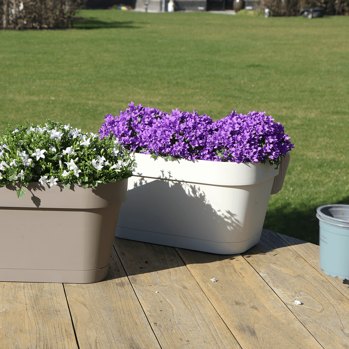 Campanula Addenda Ambella Intense purple - Balkonbak wit 36 cm Plant Greenify
