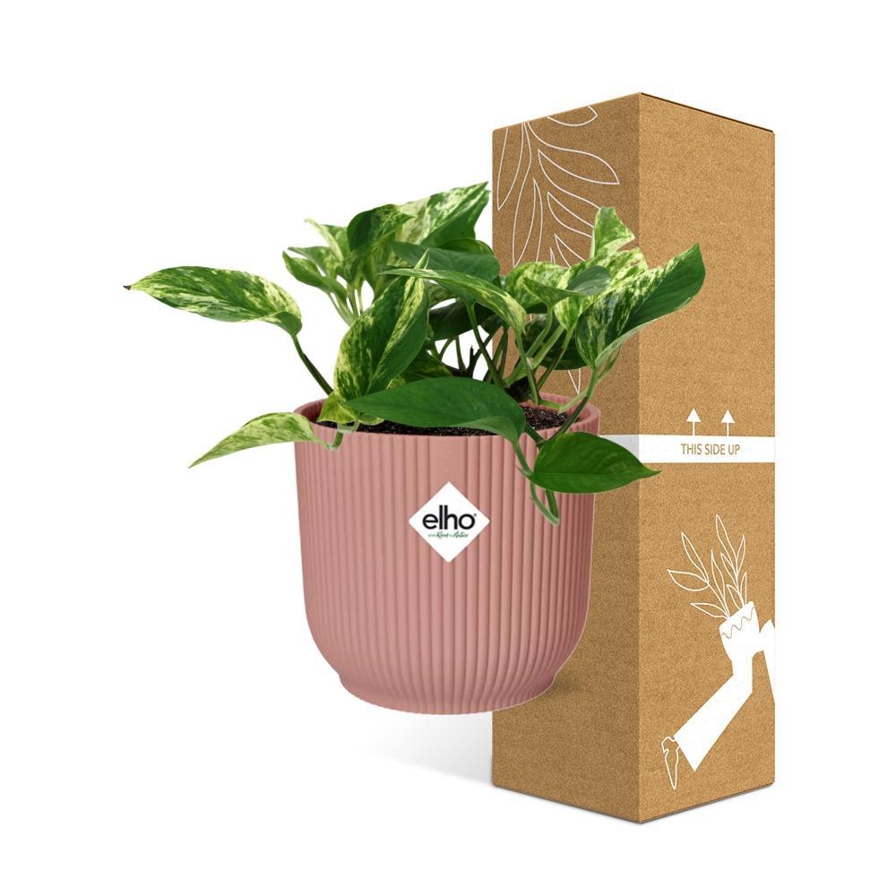 Epipremnum Marble Queen in ELHO Vibes Fold 14cm