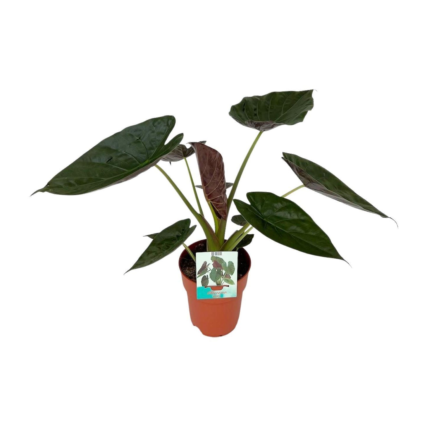 Alocasia Wentii (85cm - Ø19cm)