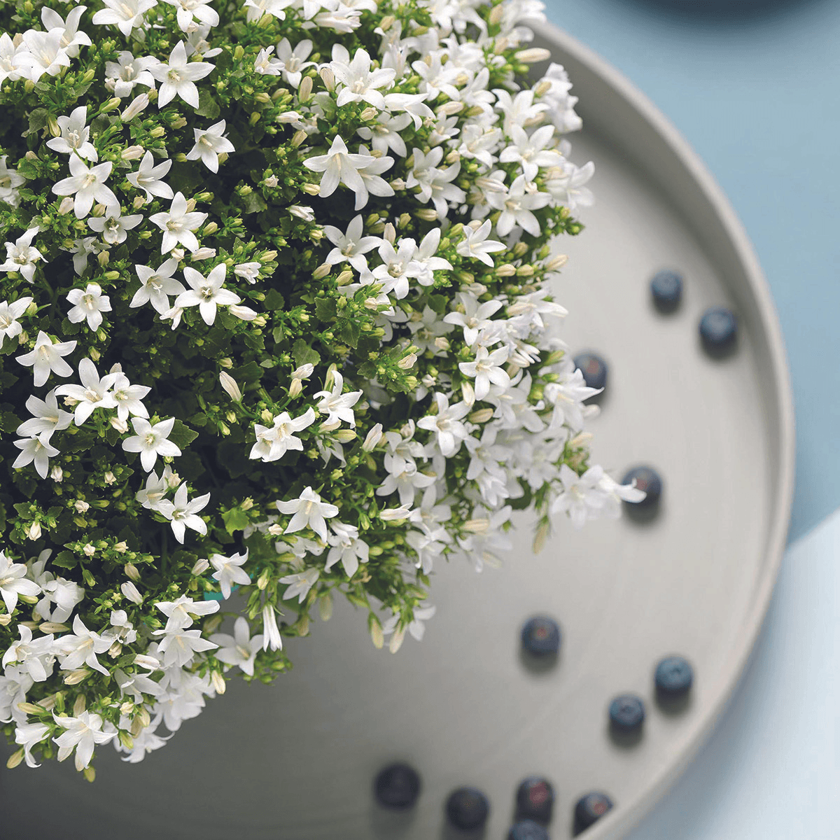 Campanula Addenda Ambella White in Malaga sierpotten - potmaat 12cm Plant Greenify