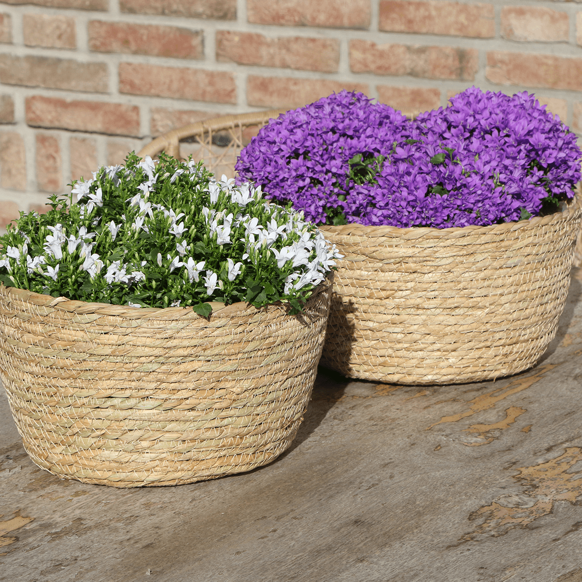 Campanula Addenda Ambella Intense purple - handgeweven rieten mand Plant Greenify