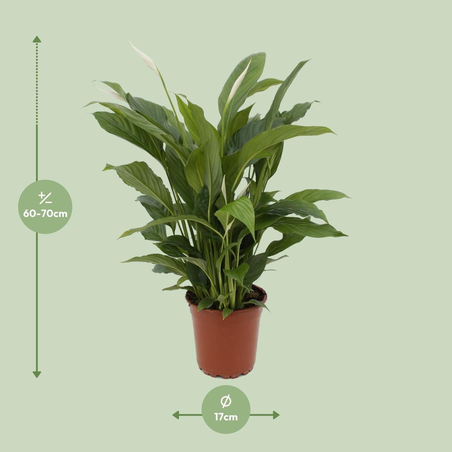 Spathiphyllum Torelli zonder pot (65cm - Ø17cm)