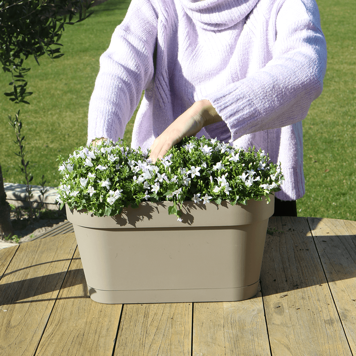Campanula Addenda Ambella Intense purple - Balkonbak wit 36 cm Plant Greenify