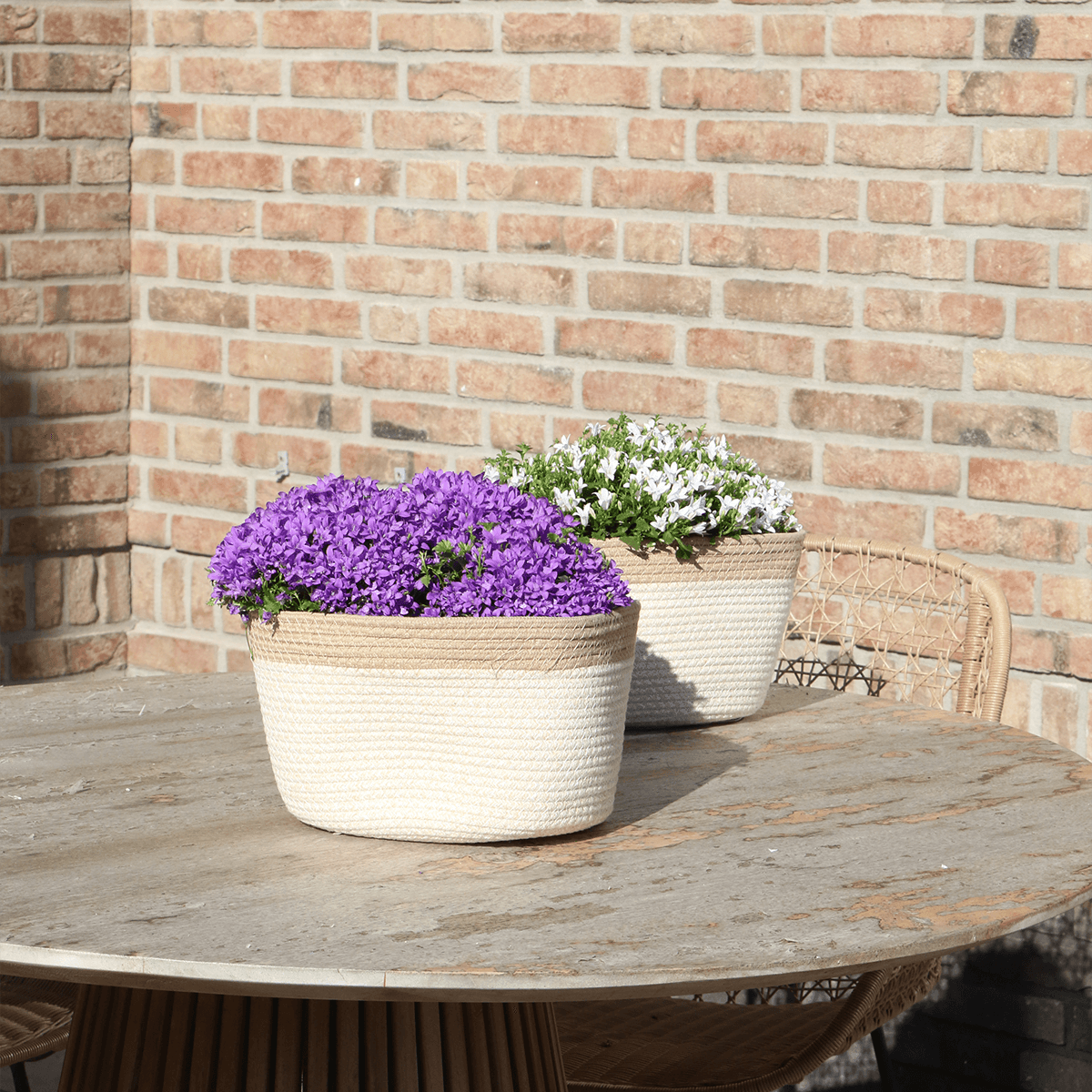 Campanula Addenda Ambella Intense purple - handgeweven rieten mand Plant Greenify