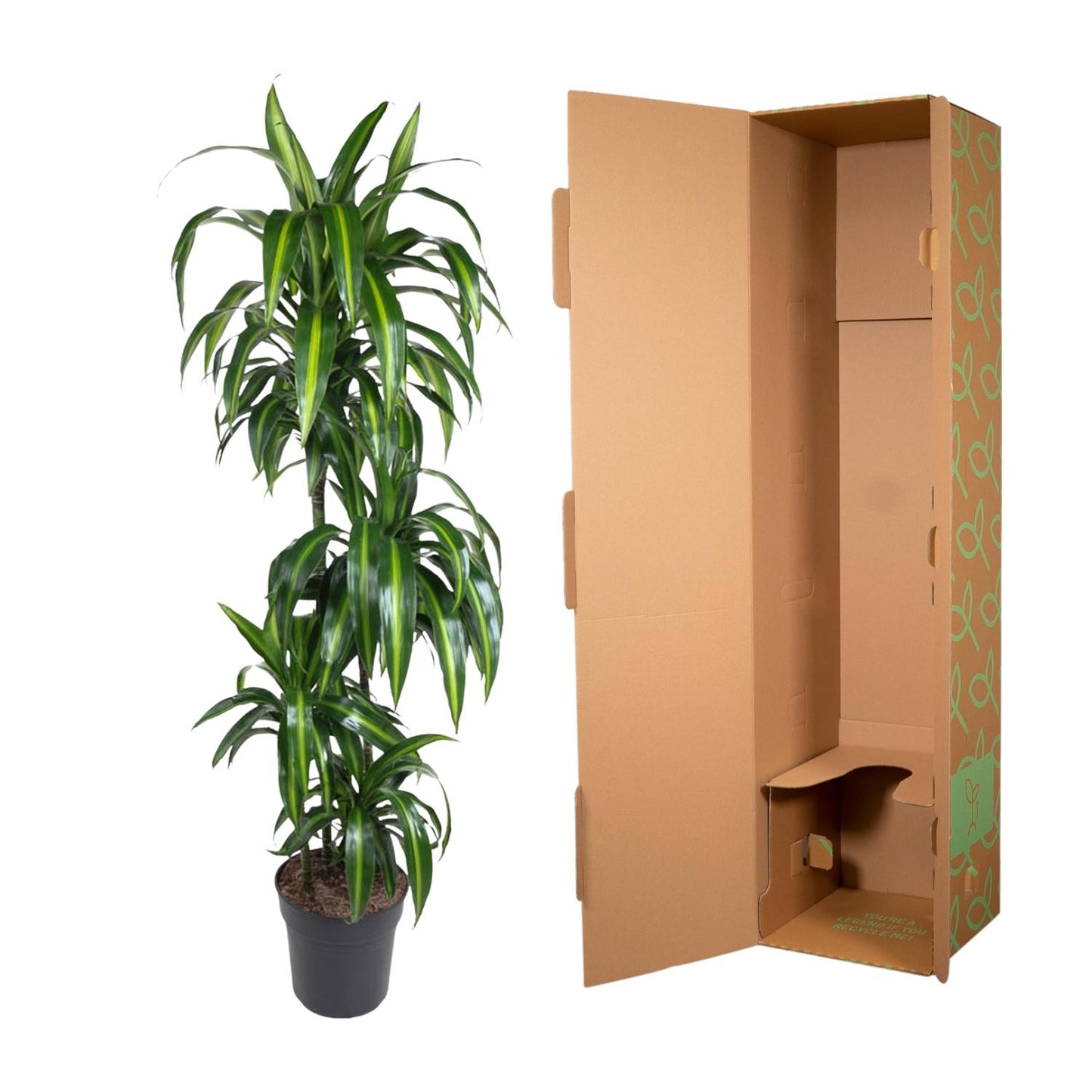 Dracaena Hawaiiana (180 cm - ø24)