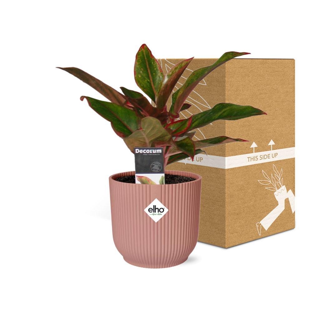 Aglaonema Crete in ELHO Vibes Fold 14cm