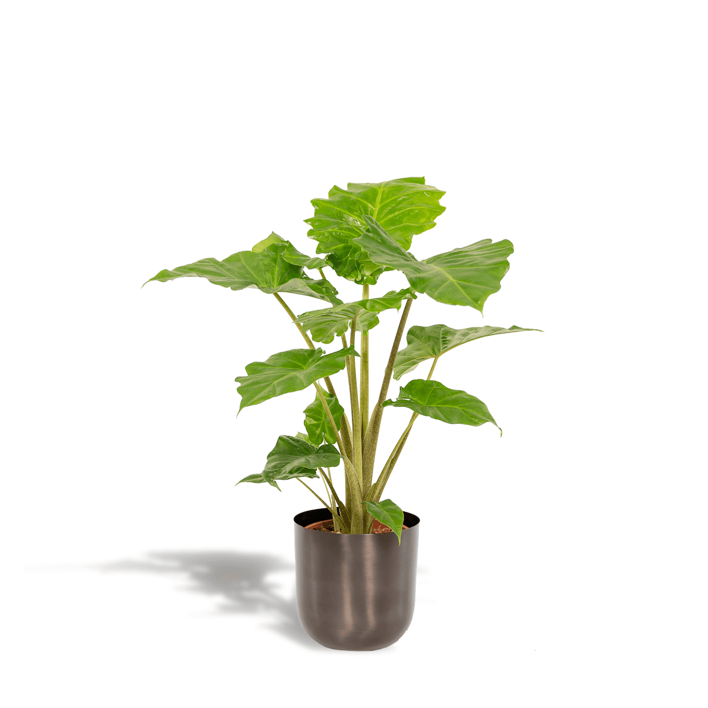 Alocasia Portodora (80cm - Ø21cm) + Pot Mayk Lead Plant Greenify
